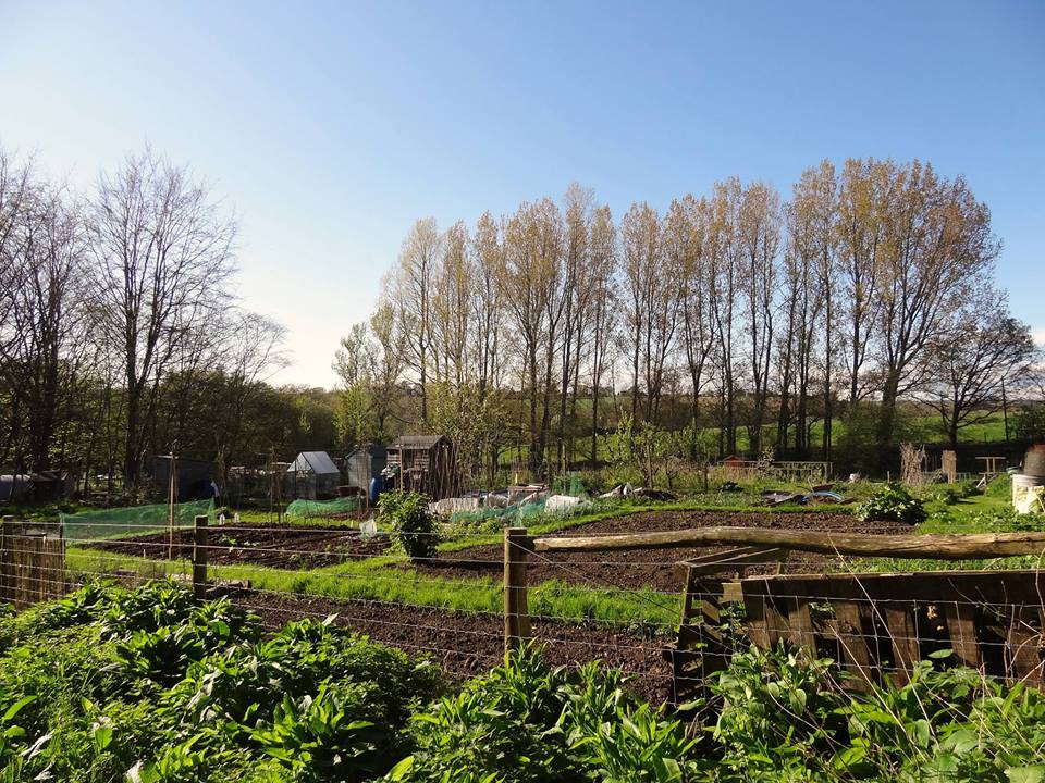 Buxted residents – ever thought of renting an allotment?